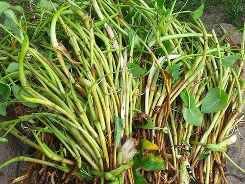 Tháng 3 nhớ món cháo ngó khoai của mẹ