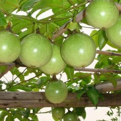 [𝐊𝐞̀𝐦 𝐐𝐮𝐚̀] 5kg Chanh dây tươi, chanh leo hái tại vườn Buôn Hồ, Daklak, hàng tuyển chọn