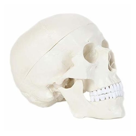 Mô hình giải phẫu hộp sọ 3 phần