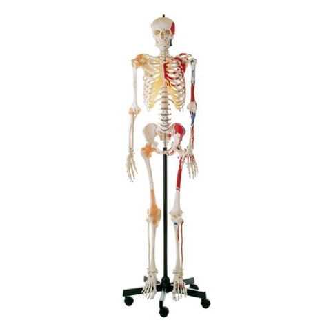 Mô hình bộ xương người toàn thân gắn kết nam, nữ