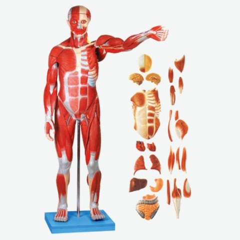 Mô hình giải phẫu hệ cơ toàn thân GD/A11301