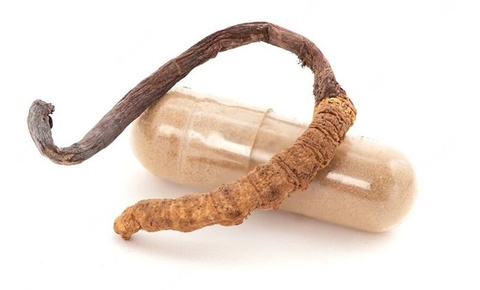 Những tác dụng tuyệt vời của đông trùng hạ thảo khiến bạn phải bất ngờ