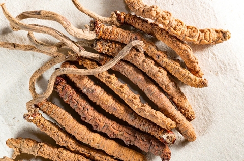 Sự khác biệt của Viên nang Đông trùng hạ thảo Shasta Herbs