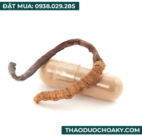 Viên nang Đông trùng hạ thảo