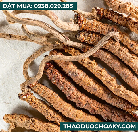 Viên nang Đông trùng hạ thảo