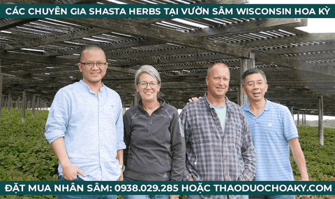 Nhân sâm Hoa Kỳ nguyên củ sấy khô - Size Jumbo