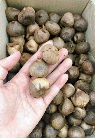 Tỏi đen