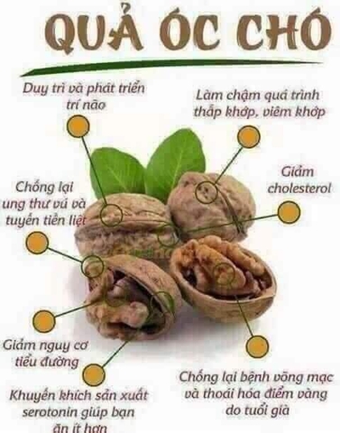 Hạt óc chó