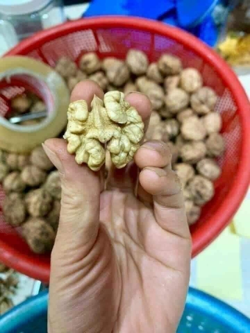 Hạt óc chó