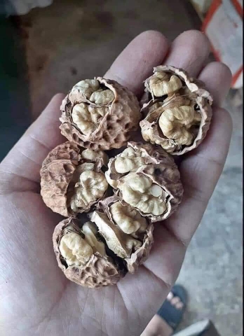 Hạt óc chó