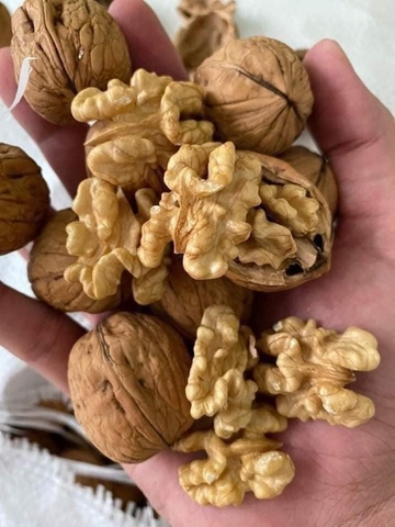 Hạt óc chó