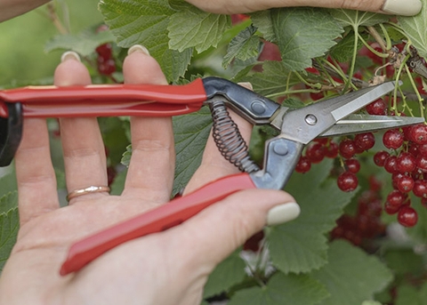 3 dụng cụ làm vườn thông minh siêu bền bén săn sóc hoa trái, bonsai