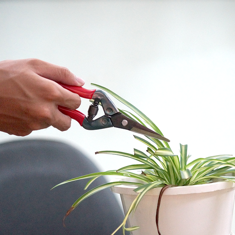 Bí mật thú vị kéo tỉa cành Chikamasa chỉ 50% người dùng biết