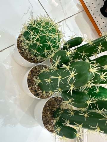 Cây xương rồng trang trí lớn DH