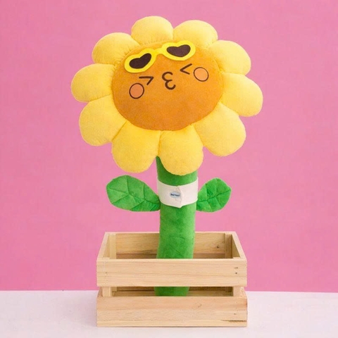 Hoa hướng dương bông