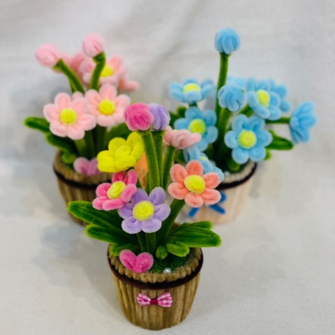 Chậu hoa cúc kẽm nhung