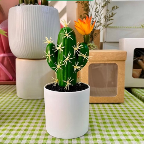 Chậu cây xương rồng DH