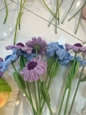 Hoa len cúc cánh dài