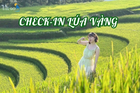 Check-in 5 cánh đồng lúa chín vàng đẹp nhất Việt Nam