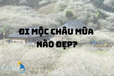 Đi Mộc Châu mùa nào đẹp nhất? Kinh nghiệm du lịch Mộc Châu theo mùa?