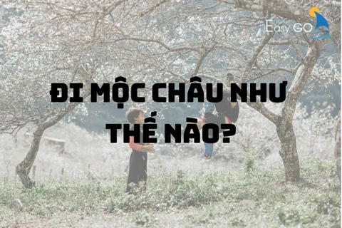 Đi Mộc Châu an toàn và tiết kiệm: kinh nghiệm du lịch Mộc Châu 2024