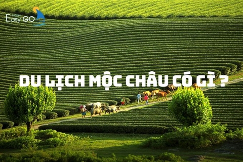Điểm Du lịch Mộc Châu - "Đà Lạt thu nhỏ" giữa Tây Bắc có gì hấp dẫn?