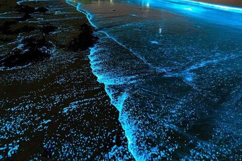 Ngỡ ngàng với nước biển ở Hạ Long phát sáng ảo diệu trong đêm