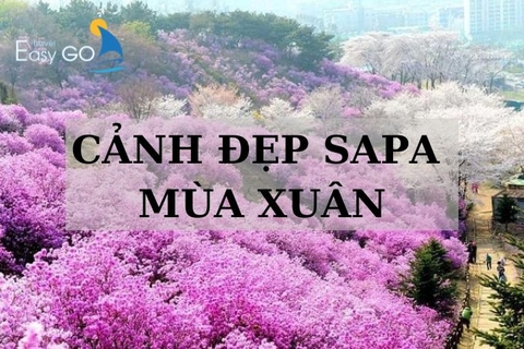 Cảnh đẹp Sapa mùa xuân có gì mà khiến bao người rung động?