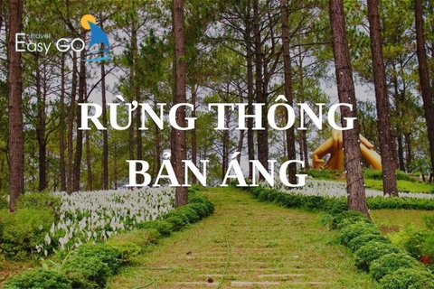 Những điều thú vị về rừng thông Bản Áng