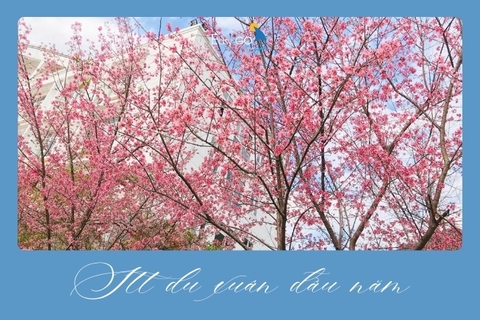 Tổng Hợp STT Du Xuân Đầu Năm Mà Bạn Có Thể Tham Khảo