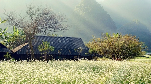 TOUR DU LỊCH MỘC CHÂU TRỌN GÓI 2 NGÀY 1 ĐÊM TỪ HÀ NỘI