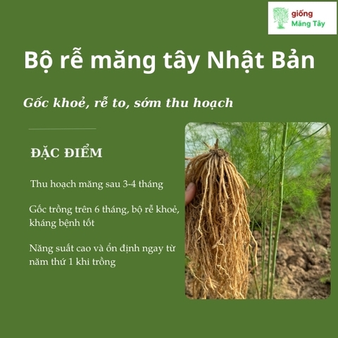 Gốc cây măng tây Nhật Bản