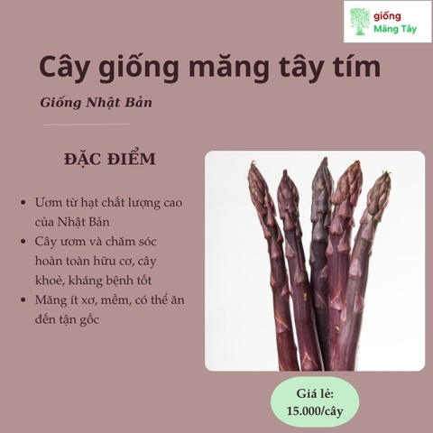 Cây giống măng tây tím - Giống Nhật Bản