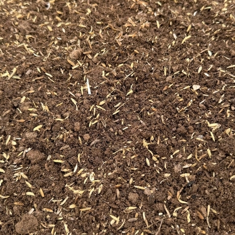 Giá thể ươm măng tây trộn sẵn