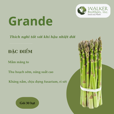 Hạt giống măng tây Grande - Walker Brothes - Mỹ