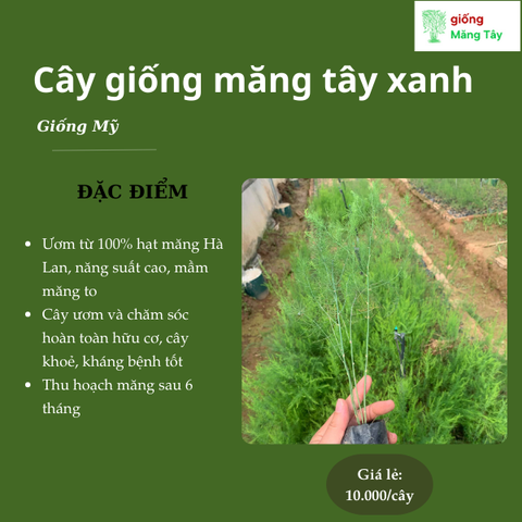 Cây giống măng tây xanh - Giống Mỹ