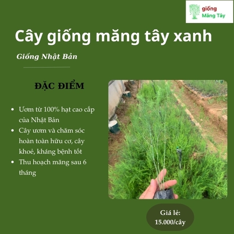Cây giống măng tây xanh - Giống Nhật Bản