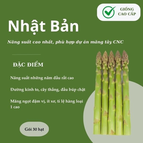 Hạt giống măng tây xanh cao cấp Nhật Bản (100% giống đực)