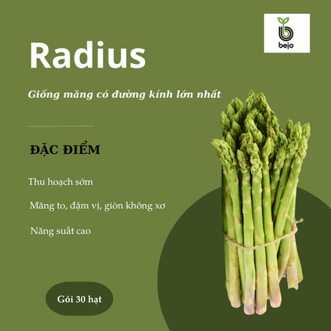 Hạt giống măng tây Radius - Bejo - Hà Lan