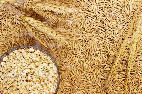 Beta - glucan nấm men: Một chất điều hòa miễn dịch bảo vệ và chất bổ trợ tiềm năng cho COVID-19 và nhiều bệnh nhiễm trùng đường hô hấp khác