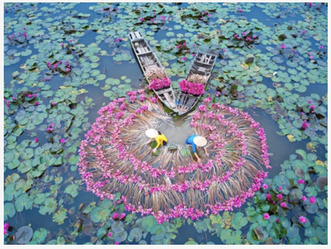 Tranh treo tường Việt Nam- đầm sen (tỷ lệ 2:3) -2