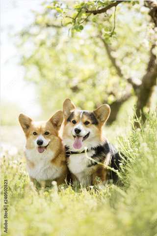 Tranh Đơn Dọc Treo Tường Tráng gương/Canvas Chú Chó Corgi Đáng Yêu