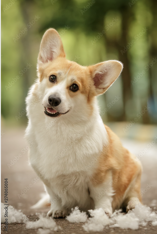 Tranh Đơn Treo Tường Tráng gương/Canvas Pet Chú Chó Corgi Đáng Yêu- 4