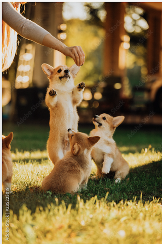 Tranh Đơn Treo Tường Tráng gương/Canvas Pet Chú Chó Corgi Đáng Yêu- 5