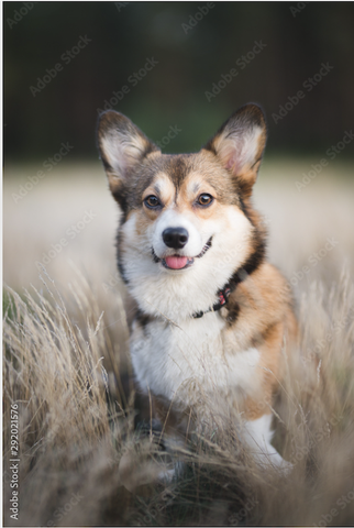 Tranh Đơn Treo Tường Tráng gương/Canvas Pet Chú Chó Corgi Đáng Yêu- 7