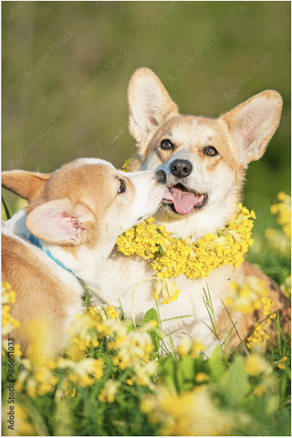 Tranh Đơn Treo Tường Tráng gương/Canvas Pet Chú Chó Corgi Đáng Yêu- 8