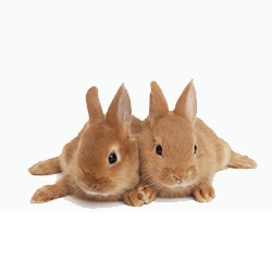 Sản phẩm thú nhỏ