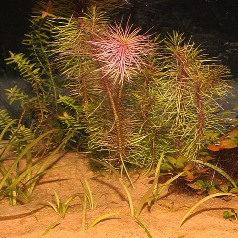 Nền trồng cây thủy sinh - JBL  Sansibar Orange 5kg