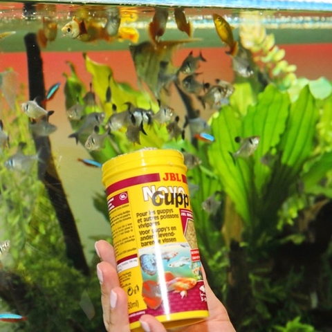 Thức ăn cá cảnh - JBL NovoGuppy