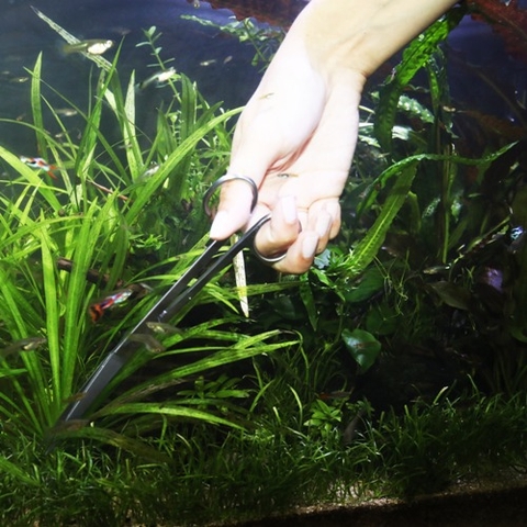 Kéo trồng cây thủy sinh - JBL ProScape Tool S30 Curved